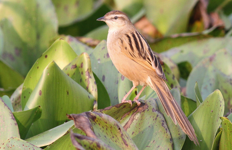 image Striated Grassbird